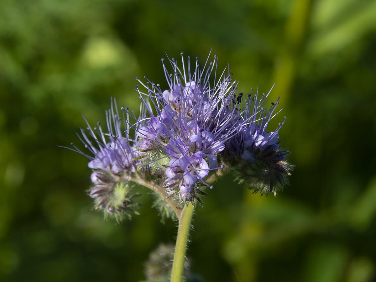 Phacelia tanacetifolia
